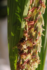 ©ACTA. Abeille récoltant du pollen de maïs.